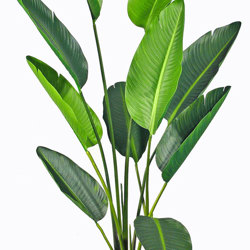 Heliconia Palms- 1.8m - artificial plants, flowers & trees - image 9