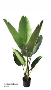 Heliconia Palms- 1.2m