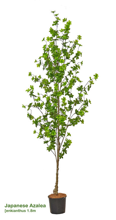 Articial Plants - Japanese Azalea [enkianthus] 1.8m