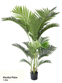 Kentia Palms 1.5m