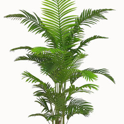 Kentia Palms 2m - artificial plants, flowers & trees - image 9