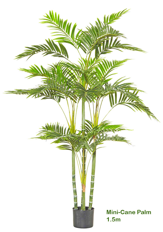 Mini-Cane Palm 1.5m