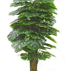 Trough Planters- with Monstera Plants 1.7m - artificial plants, flowers & trees - image 1