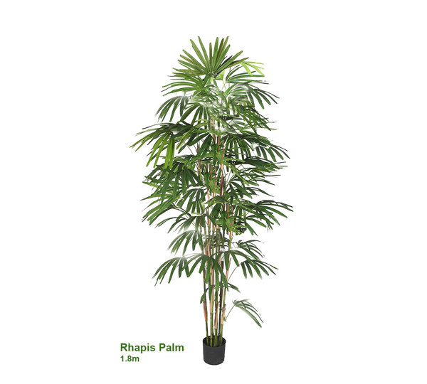Rhapis Palms 1.8m