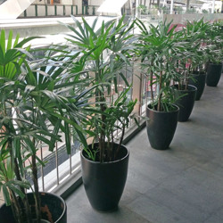 Rhapis Palms 1.2m - artificial plants, flowers & trees - image 5