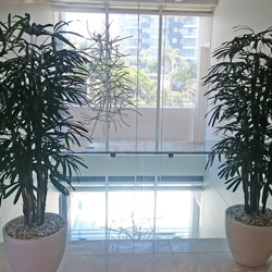 Rhapis Palms 2.1m - artificial plants, flowers & trees - image 7