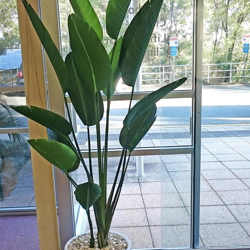 Heliconia Palms- 2.4m - artificial plants, flowers & trees - image 4