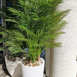 Alexander Palm 1.4m UV-treated - artificial plants, flowers & trees - image 5