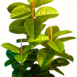 Rubber-Tree 1.1m sml - artificial plants, flowers & trees - image 1