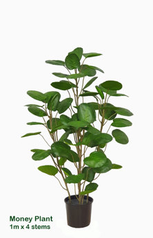 Money Plant 1m