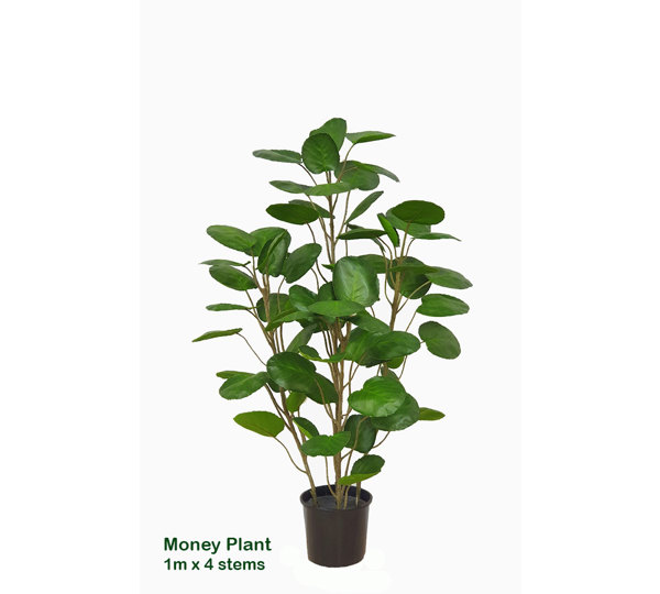 Money Plant 1m