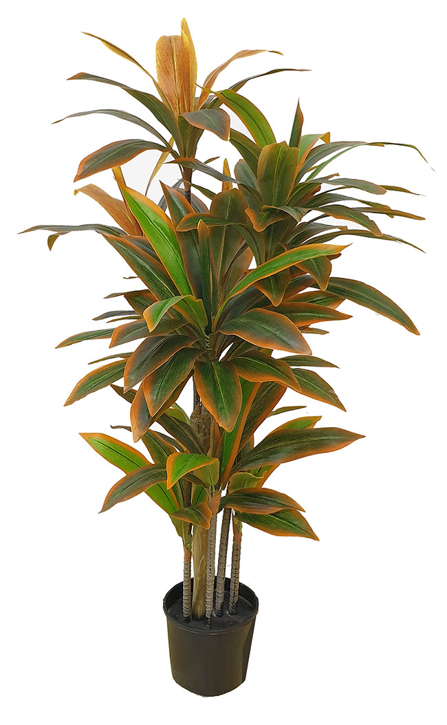 Cordyline 'sunset' 1.5m 