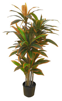 Cordyline 'sunset' 1.5m 
