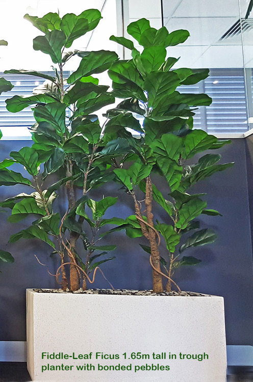 Articial Plants - Trough Planters- with Fiddle-Leaf Ficus 1.9m