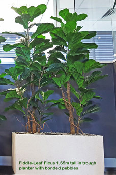 Trough Planters- with Fiddle-Leaf Ficus 1.65m tall