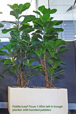 Trough Planters- with Fiddle-Leaf Ficus 1.35m tall