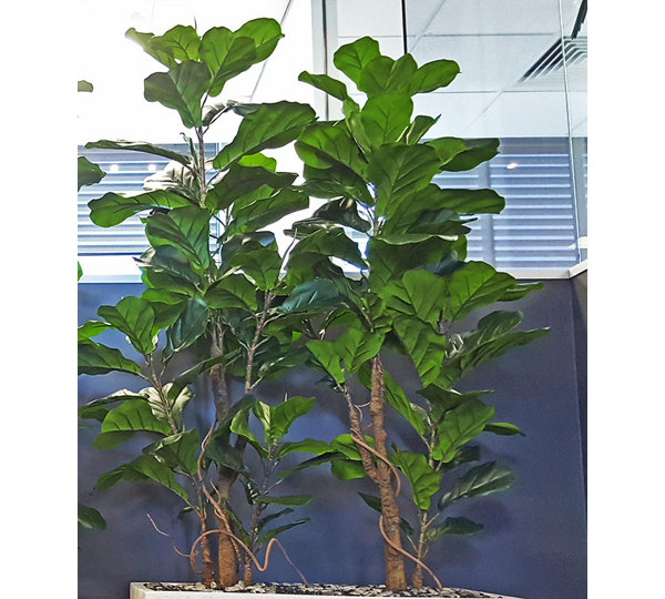 Trough Planters- with Fiddle-Leaf Ficus 1.35m tall