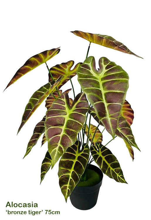 Articial Plants - Alocasia bronze tiger 75cm 