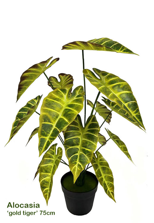 Articial Plants - Alocasia 'gold tiger' 75cm