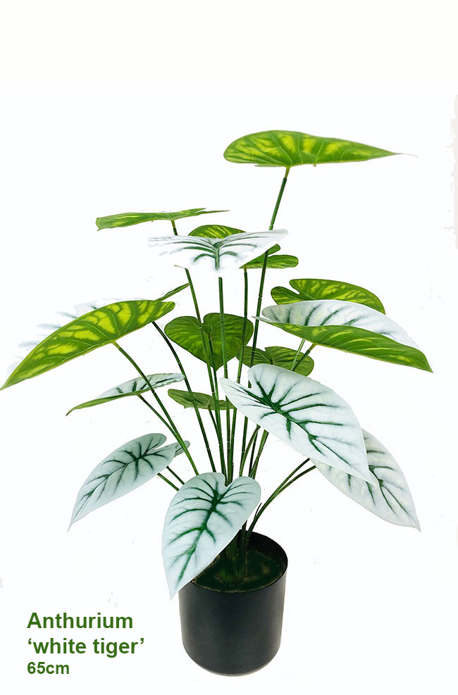 Anthurium 'white-tiger'