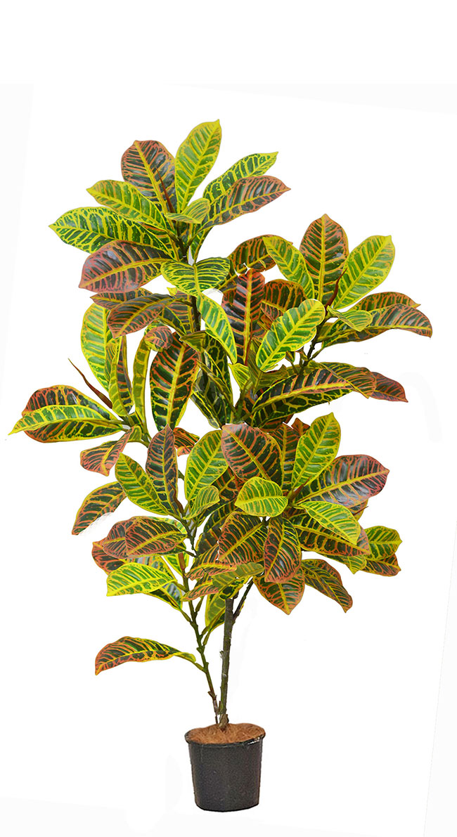 Croton 1.2m