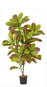 Croton 1.2m