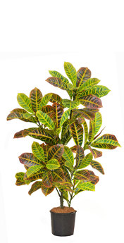 Croton 90cm