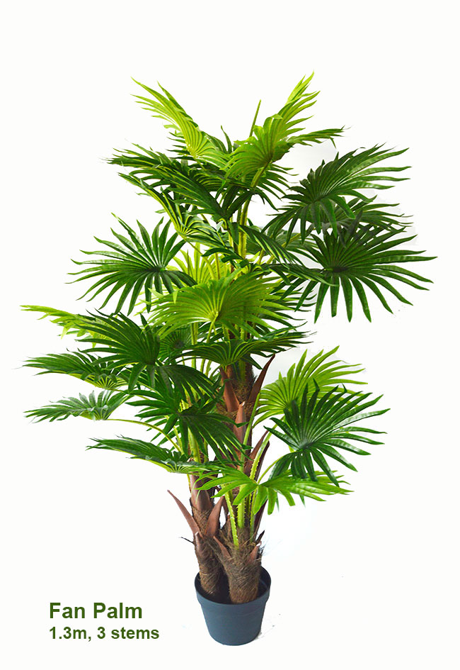 Fan Palm 1.3m