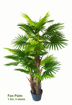 Fan Palm 1.3m