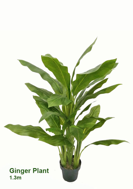 Articial Plants - Ginger Plant 1.3m