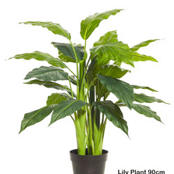 Lilly Plant [spathiphylum] 90cm - artificial plants, flowers & trees - image 6