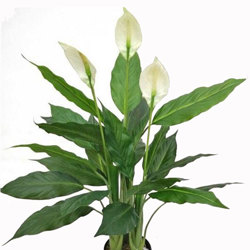 Madonna Lilly- 75cm x 3 flowers - artificial plants, flowers & trees - image 4