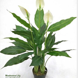 Madonna Lily- 1m x3 flowers - artificial plants, flowers & trees - image 2