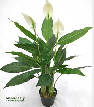 Madonna Lily- 1m x3 flowers