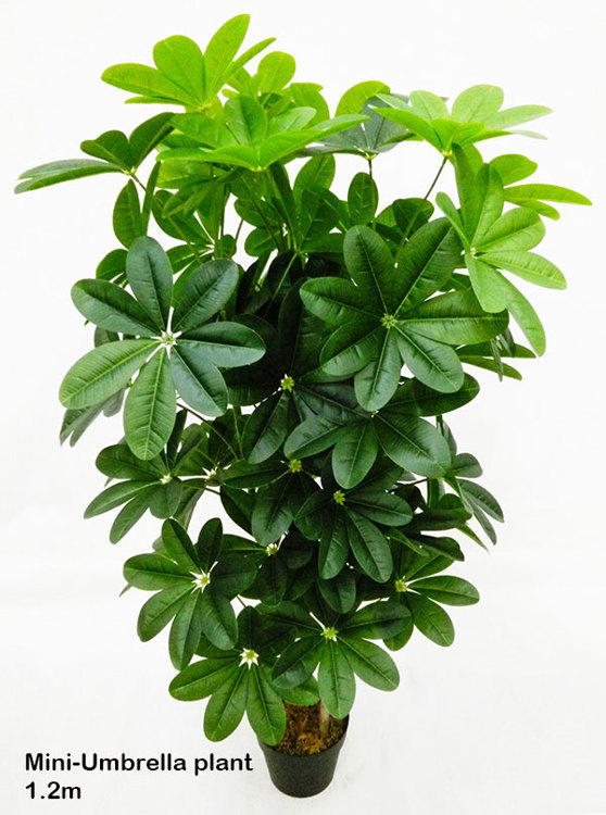 Articial Plants - Mini-Umbrella Plant 1.5m