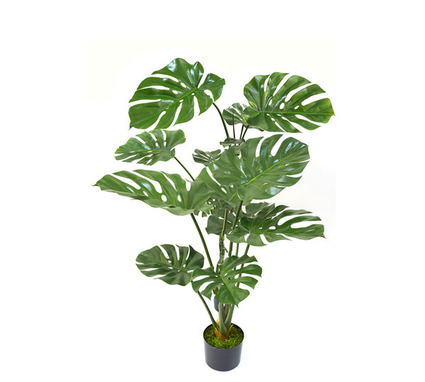 Monstera 'giant leaf' 1.4m
