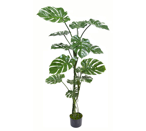 Monstera 'giant leaf' 1.8m