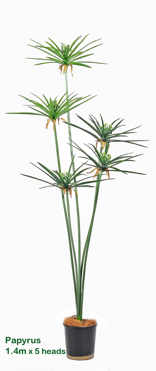 Papyrus Plant 1.4m