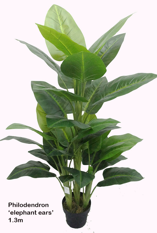 Philodendron 'elephant-ears' 1.3m