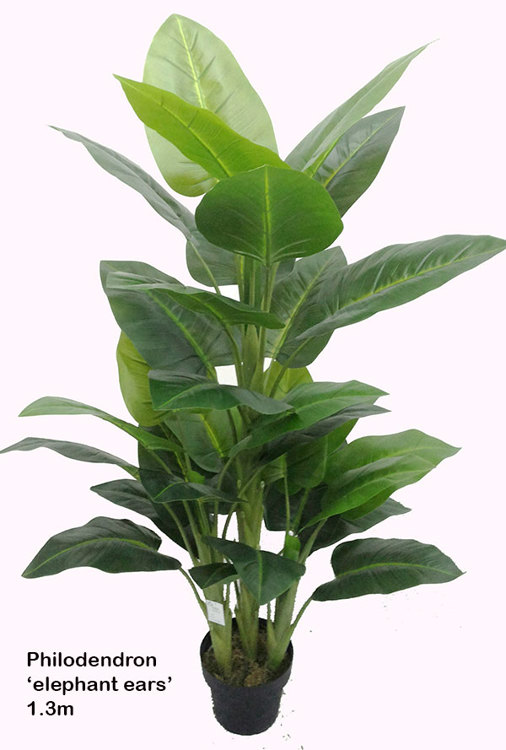 Articial Plants - Philodendron 'elephant-ears' 1.8m