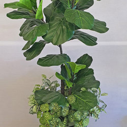 Trough Planters- with Fiddle-Leaf Ficus 1.35m tall - artificial plants, flowers & trees - image 5