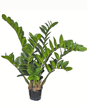 Zanzibar Gem Plant 75cm