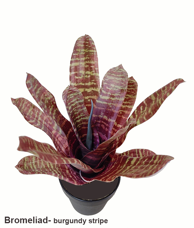 Bromeliad- dark green in plastic pot 