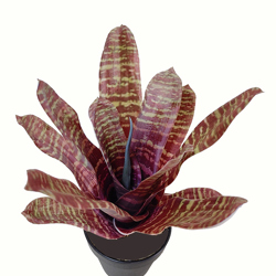Bromeliad- dark green in plastic pot  - artificial plants, flowers & trees - image 6