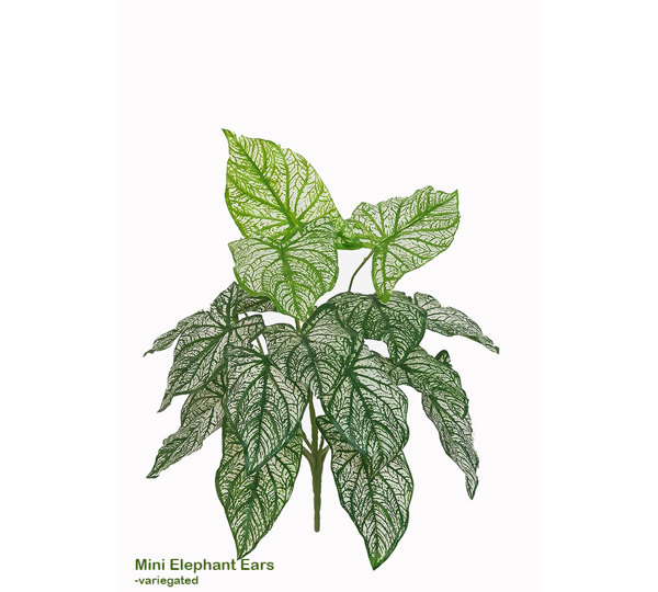 Mini Elephant Ears- variegated