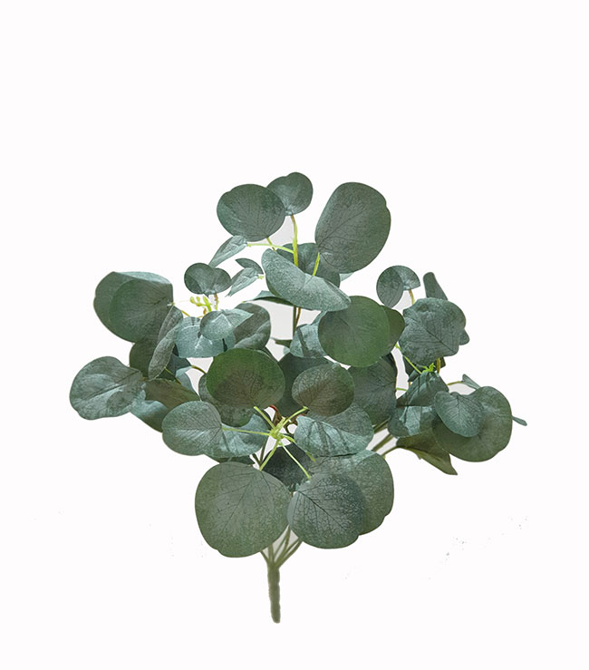 Small Bush- Grey Eucalypt