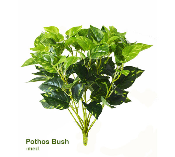 Medium Bush- Pothos
