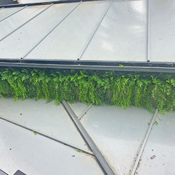 UV-Trailer: Trailing Succulent Fern 70cm  - artificial plants, flowers & trees - image 5