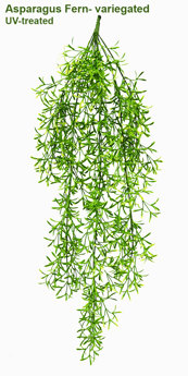 UV-Trailer: Asparagus Fern- variegated 70cm 
