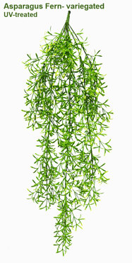 UV-Trailer: Asparagus Fern- variegated 70cm 